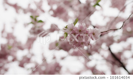 Closeup shot of cherry blossom in april Closeup shot of cherry blossom in april 101614034