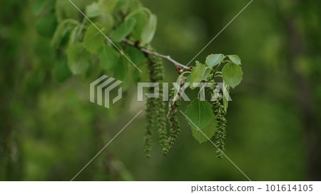 shot of fresh aspen leaves 101614105