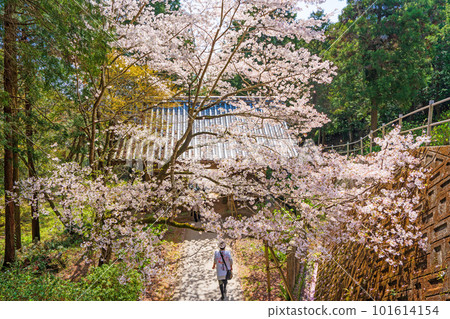 [第 8 复田所] 熊谷寺櫻花和中門 [四國 88 寺院] 101614154