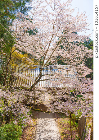 [第 8 复田所] 熊谷寺櫻花和中門 [四國 88 寺院] 101614157