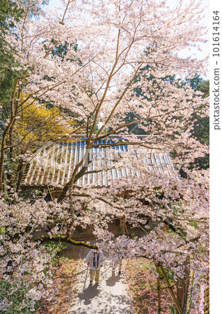 [第 8 复田所] 熊谷寺櫻花和中門 [四國 88 寺院] 101614164