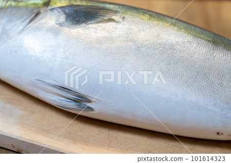 Yellowtail Warasa 101614323
