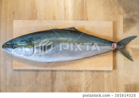 鰤魚 鰤魚 101614328