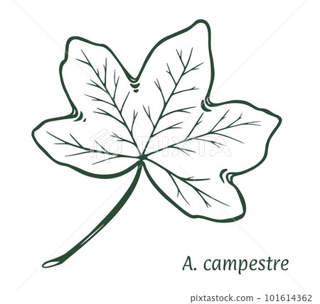 Acer campeste hand drawn sketch vector eps10 Acer campeste hand drawn sketch vector eps10 101614362