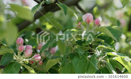 Spring pink apple flowers closeup shot 101614608