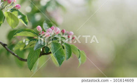 Spring pink apple flowers closeup shot 101614609