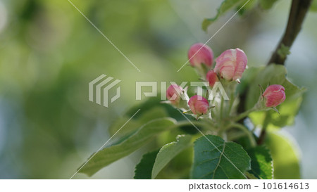Spring pink apple flowers closeup shot 101614613