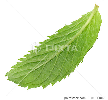 Green mint leaf on white isolated background Green mint leaf on white isolated background 101614868