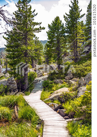 Wooden pathway 101615320