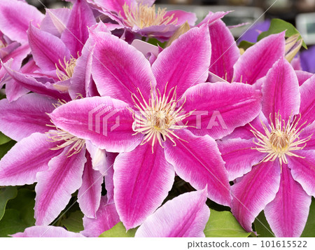 Clematis flower 101615522