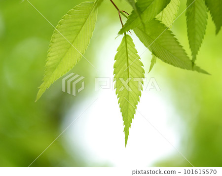 新鮮的綠色zelkova葉子 新鮮的綠色zelkova葉子 101615570