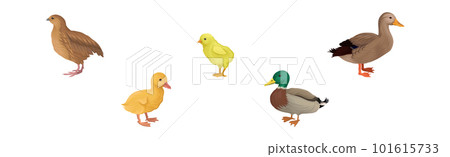 Feathered Chick, Duck and Quail as Farm Bird Vector Illustration Set Feathered Chick, Duck and Quail as Farm Bird Vector Illustration Set 101615733