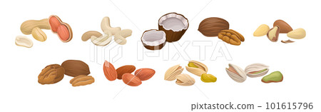 Nuts as Dry Edible Seeds with High Fat Content Vector Set Nuts as Dry Edible Seeds with High Fat Content Vector Set 101615796