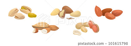 Nuts as Dry Edible Seeds with High Fat Content Vector Set 101615798