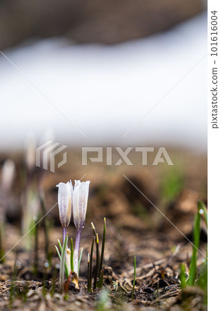 Snowdrop spring flowers. Delicate Snowdrop flower is one of the spring symbols telling us winter is leaving and we have warmer times ahead. Fresh green well complementing the white blossoms. 101616004