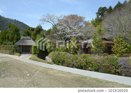 Sagano in Spring, Ukyo Ward, Kyoto City Sagano in Spring, Ukyo Ward, Kyoto City 101616026