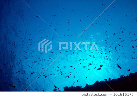 仰望海面 Sea surface and a school of fish 水下攝影 仰望海面 Sea surface and a school of fish 水下攝影 101616175