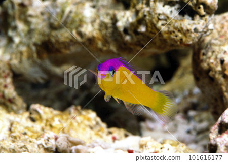 Canmlinices spum 101616177