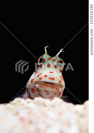 夜叉蛙魚起黑包 101616188