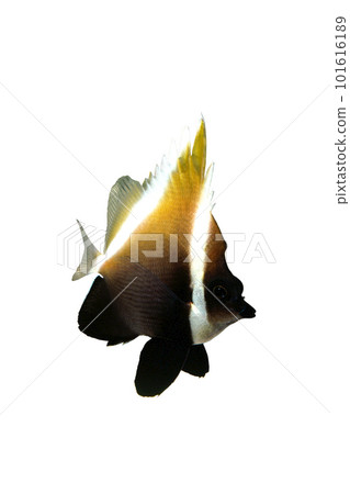 有角的沙魚白色背景 101616189