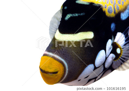 三角魚臉三角魚圖形素材 101616195