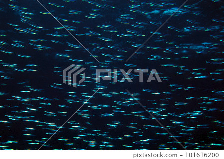 一群銀紋圓沙丁魚 一群銀紋圓蛞蝓 水下攝影 101616200