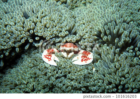 Red-spotted crab Undersea photo Red-spotted crab Undersea photo 101616203