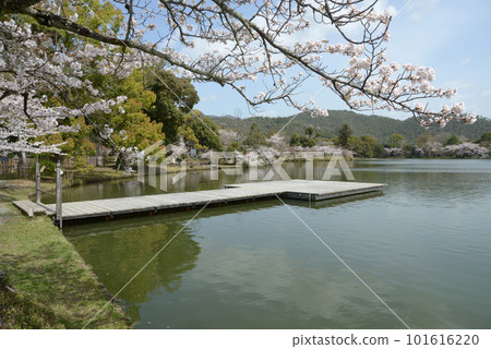Osawa Pond in Spring, Ikebutai, Saga, Ukyo Ward, Kyoto City 101616220