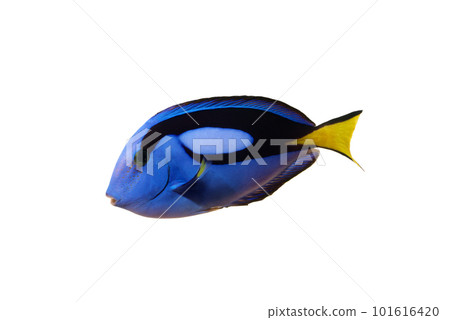 Blue tang white background 101616420