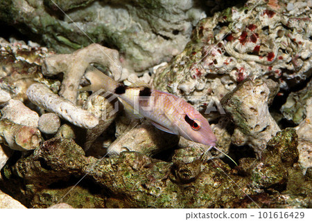 Uncle red mullet marine aquarium 101616429