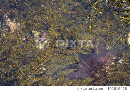 Seaweed Tidepool Seaweed in the subtidal zone 101616438