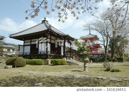 Osawa Pond in spring, Seitendo and Shinkyohoto, Saga, Ukyo Ward, Kyoto City 101616651