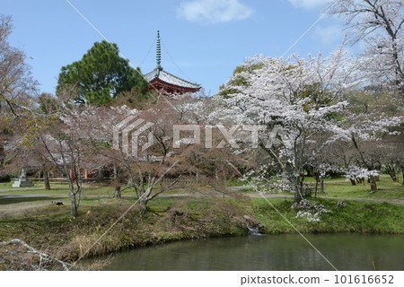 Osawa Pond in Spring, Shinkyohoto, Saga, Ukyo Ward, Kyoto City 101616652