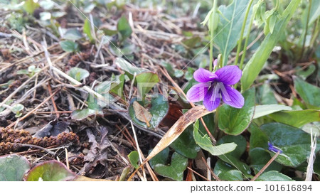 Violet blooming in April Violet blooming in April 101616894