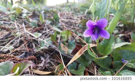 Violet blooming in April 101616895