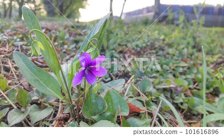 Violet blooming in April 101616896