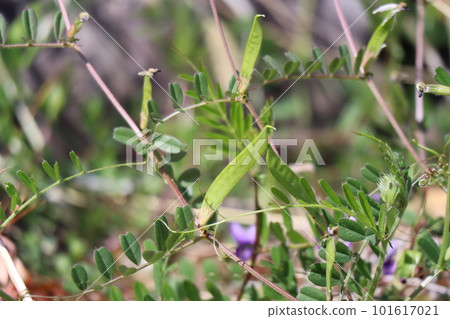 Landscape with green vetch peas 101617021