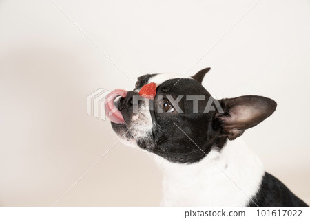 Boston terrier bust up with strawberry on face and tongue out 101617022