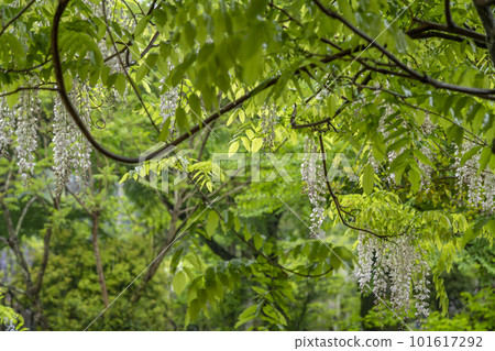Fresh green and white wisteria 101617292
