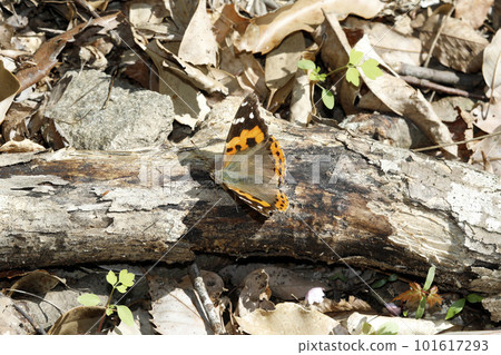 紅海軍上將 101617293