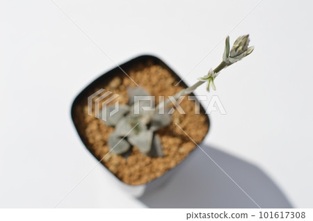 Haworthia succulent flower 101617308