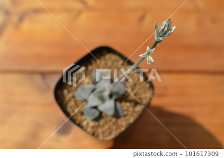 Haworthia succulent flower Haworthia succulent flower 101617309