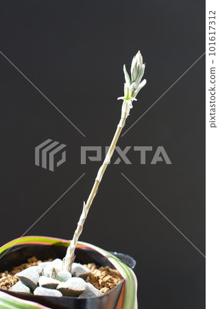 Haworthia succulent flower Haworthia succulent flower 101617312