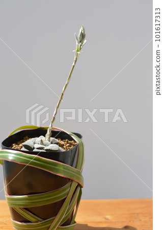 Haworthia succulent flower 101617313