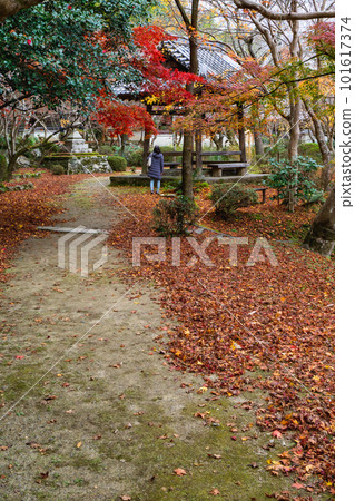 Autumn leaves of Shojiji Temple in Nishiyama, Kyoto City Maple leaves of the bell tower Autumn leaves of Shojiji Temple in Nishiyama, Kyoto City Maple leaves of the bell tower 101617374