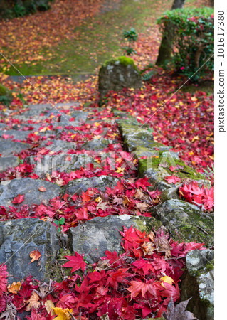 Autumn leaves of Shojiji Temple in Nishiyama, Kyoto City Maple leaves of Koenkaku 101617380