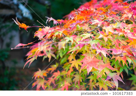 Autumn leaves of Shojiji Temple in Nishiyama, Kyoto City Maple leaves of Koenkaku Autumn leaves of Shojiji Temple in Nishiyama, Kyoto City Maple leaves of Koenkaku 101617383