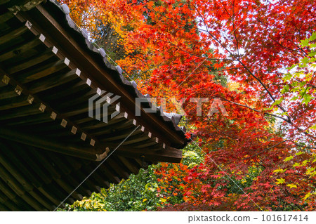 京都西山正持寺的紅葉 不動堂紅葉 101617414