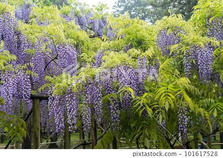 A landscape with wisteria's flowers 101617528