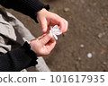 Child's hand holding cherry blossoms 101617935